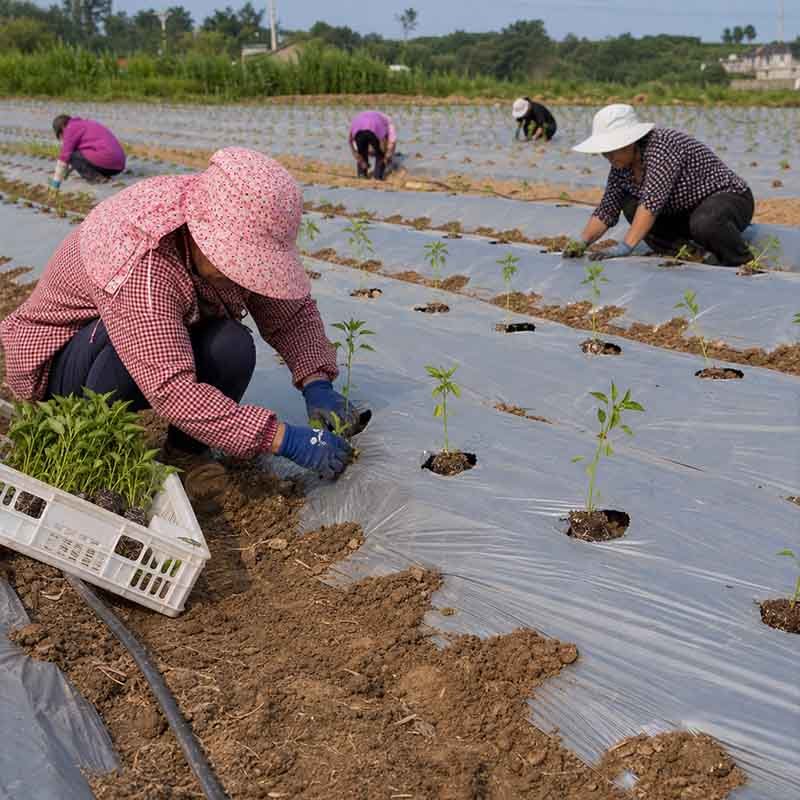 Agricultural film production — wide-width mulch film and greenhouse film lines